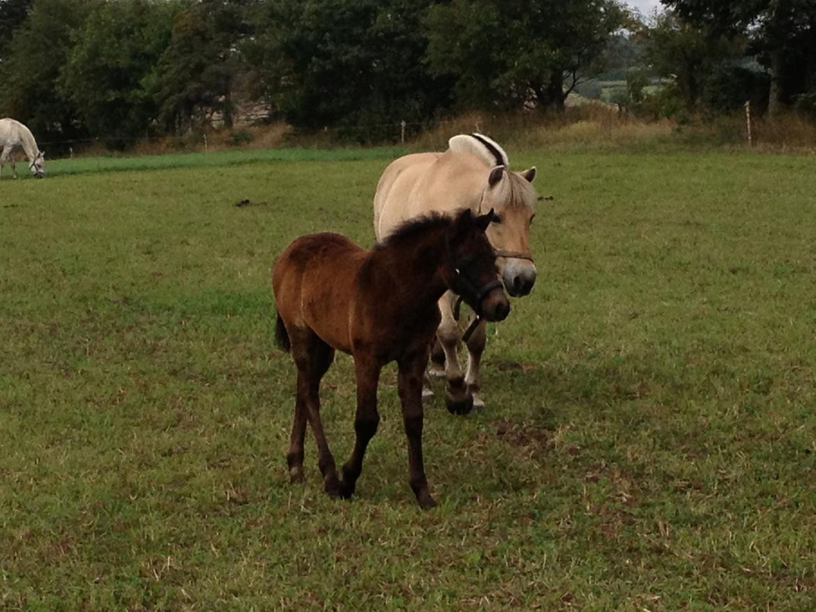 Connemara Granly´s Weena - godt med en reservefar..  billede 32