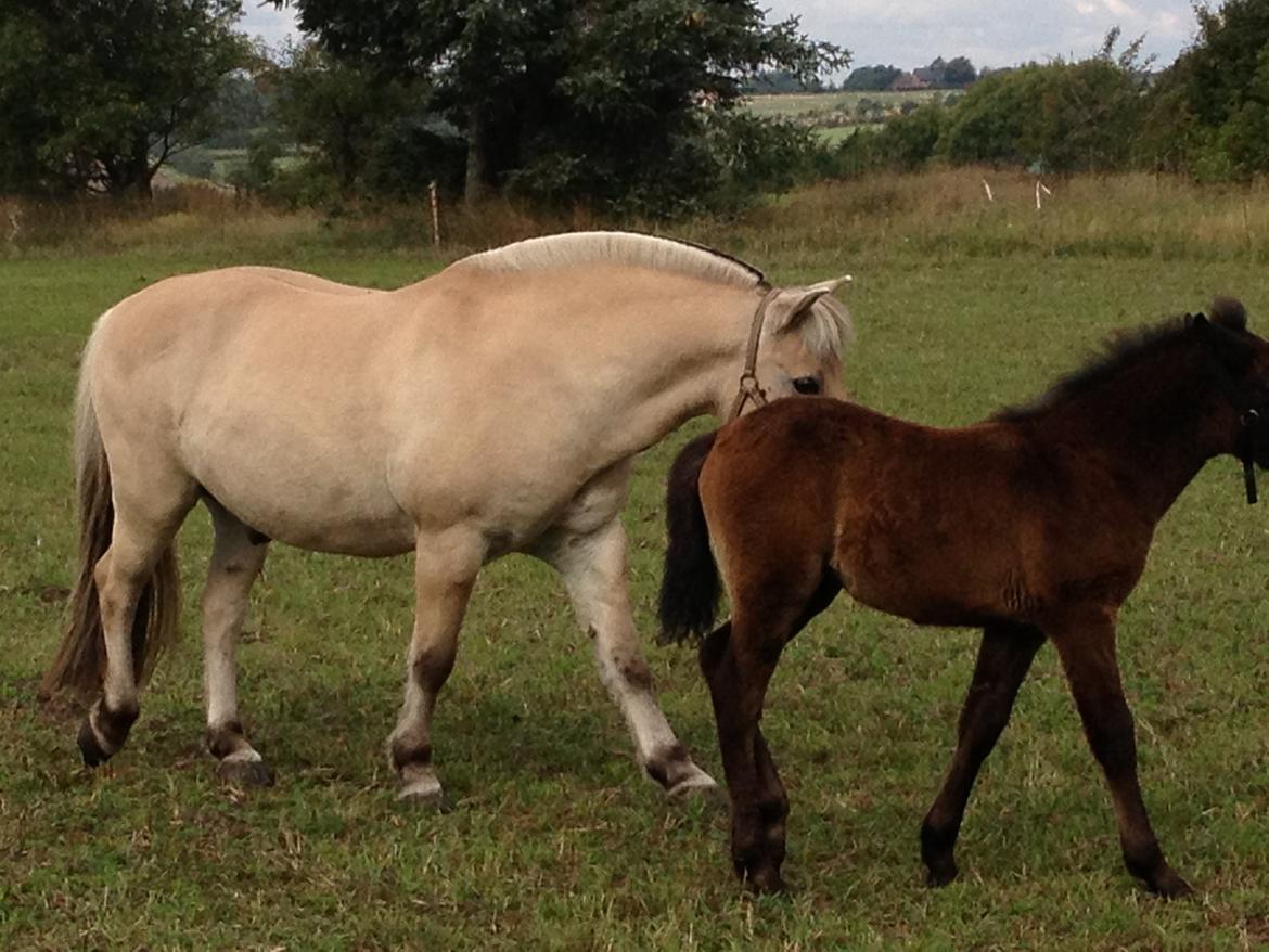 Connemara Granly´s Weena billede 33