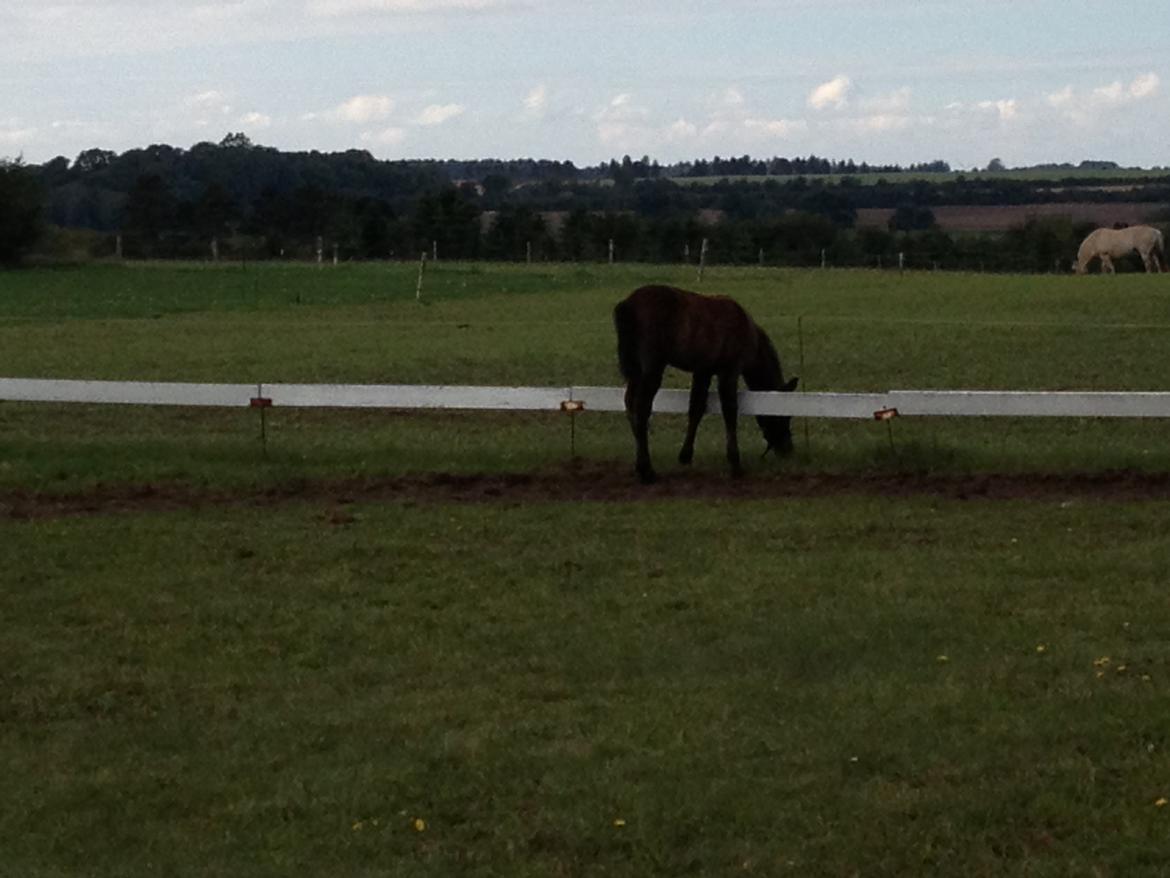 Connemara Granly´s Weena billede 34