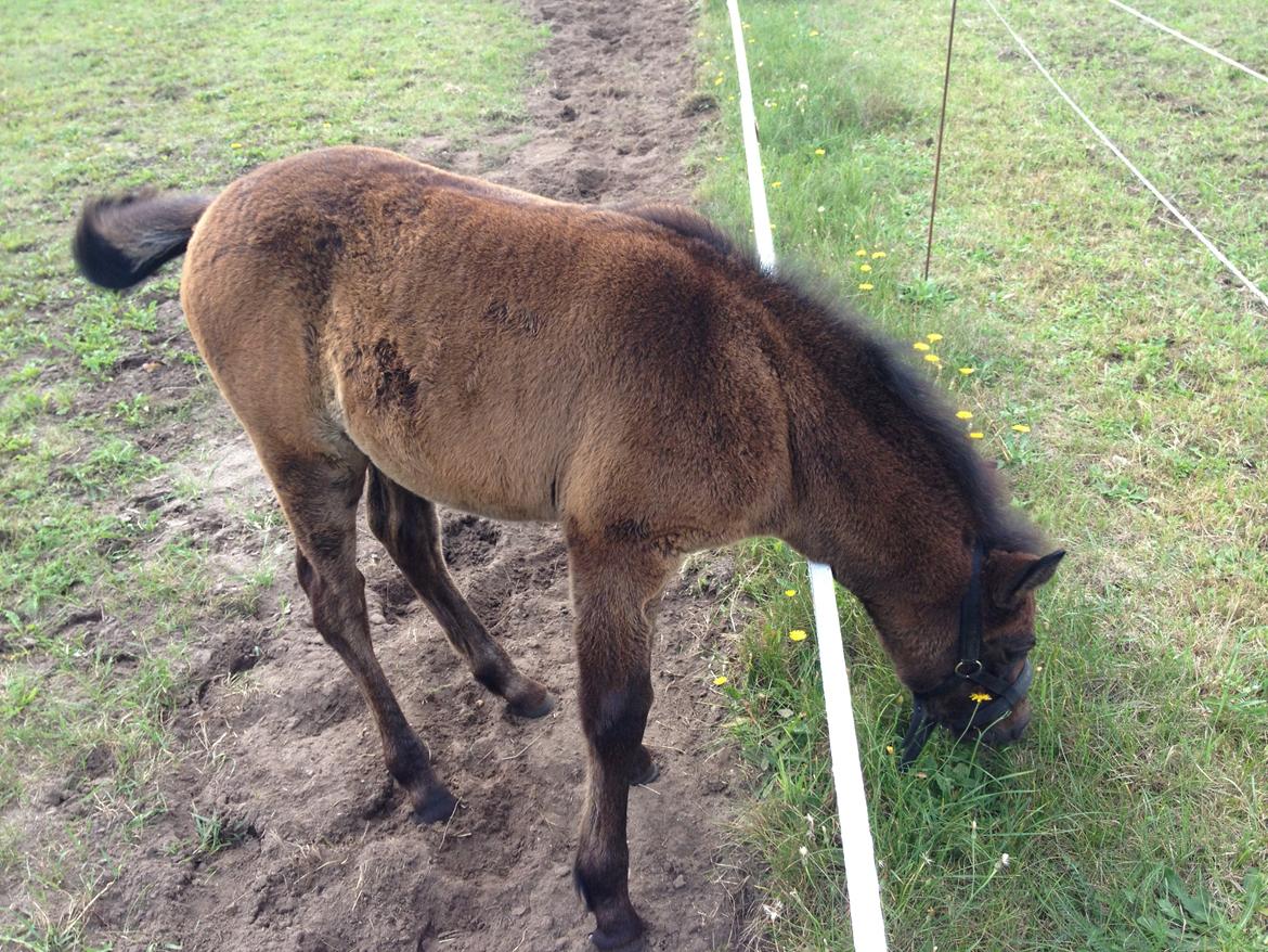 Connemara Granly´s Weena - græsset er altid grønnere på den anden side af hegnet.. ;O) billede 35