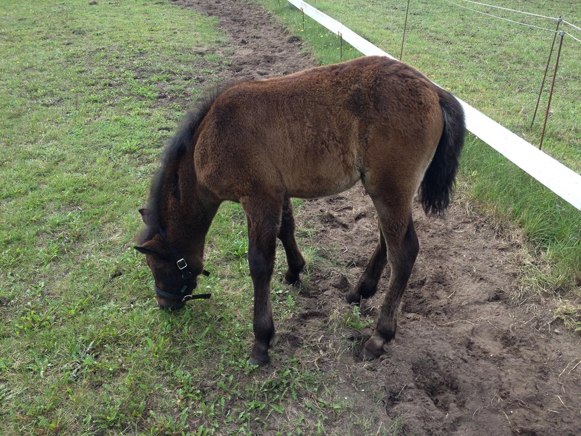 Connemara Granly´s Weena billede 36