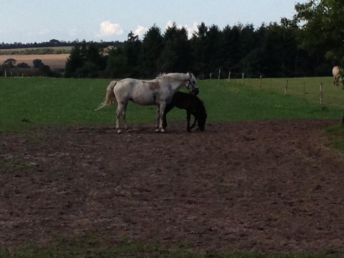 Connemara Granly´s Weena billede 37