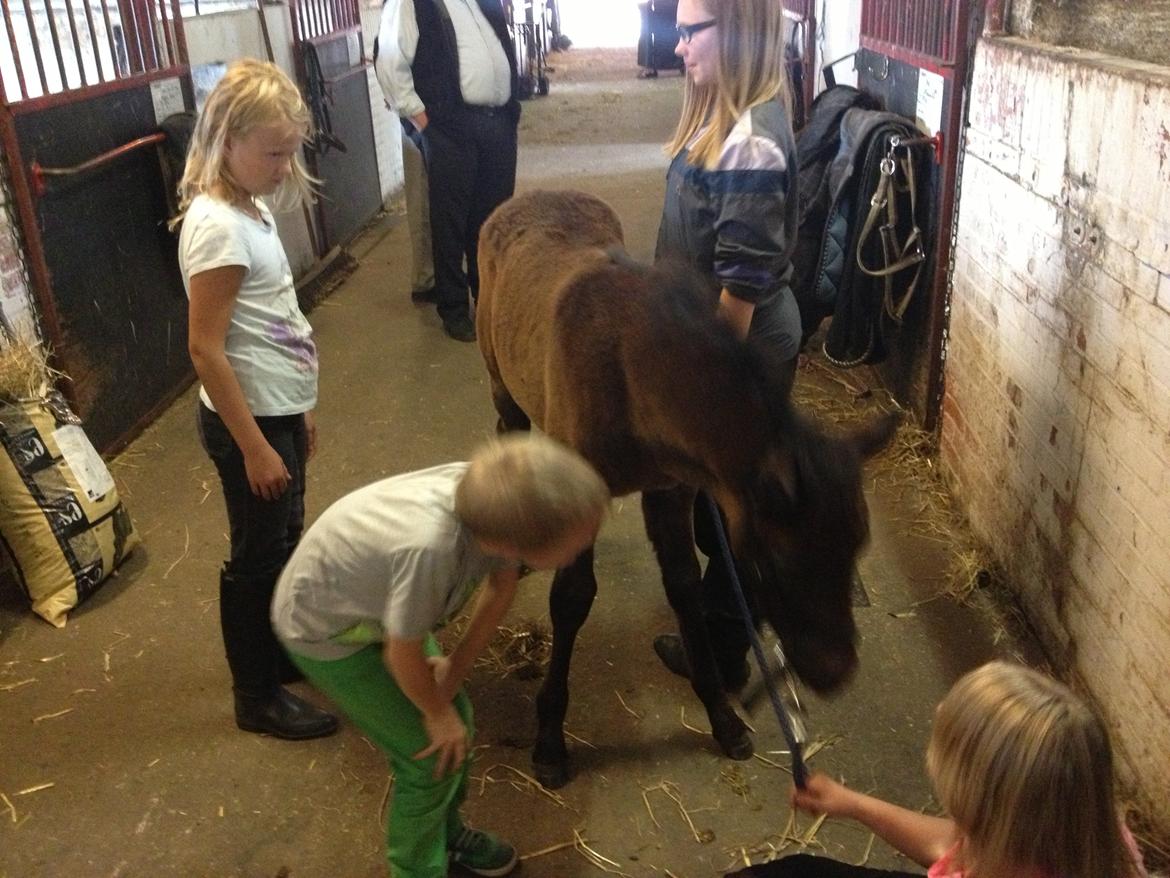 Connemara Granly´s Weena billede 39