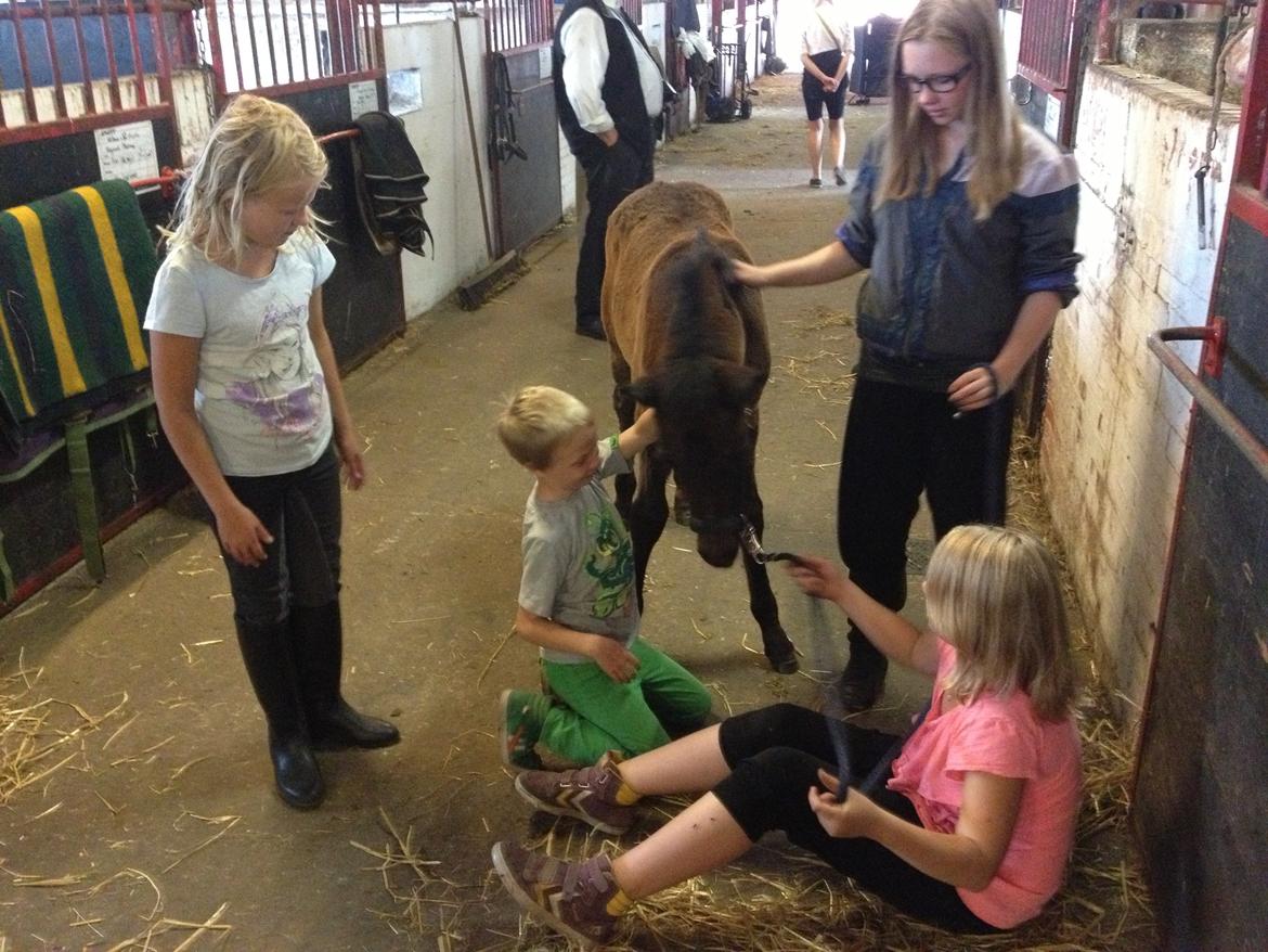 Connemara Granly´s Weena - Thor knuselsker Weena.. billede 40