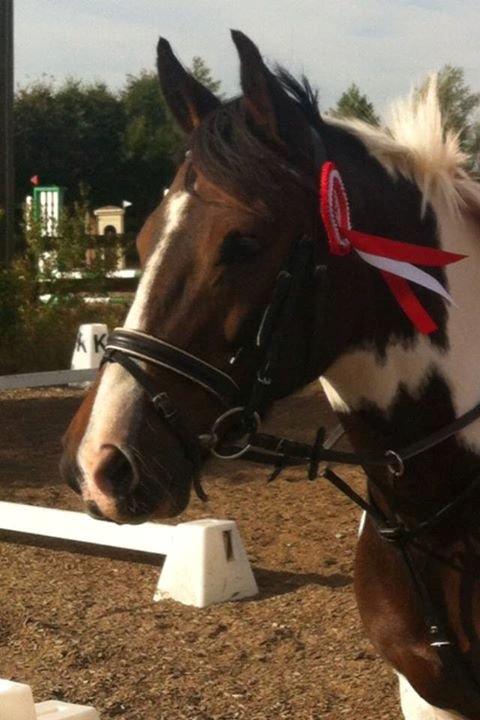 Pinto Sunrise Von Torresco (Justin) <3 - 2.stævne og 1 plads:'-) så stolt pony<3 billede 10