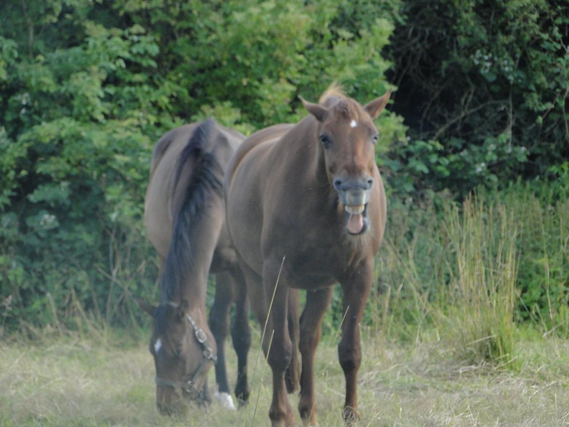 Anden særlig race Nitte billede 9