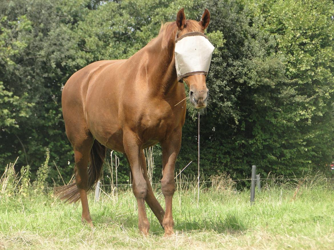 Anden særlig race Nitte billede 8