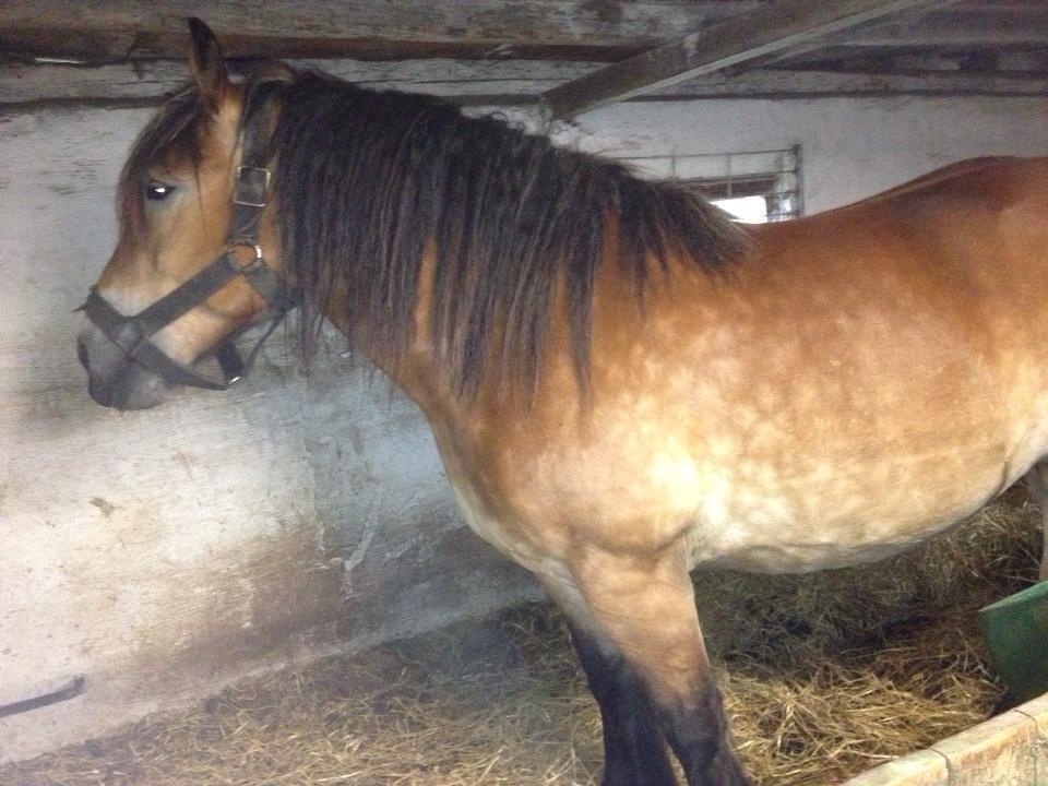 Belgier Alberte af Toftebo (Berte) *My Soulmate* - ved tideligere ejer da vi skulle kigge på hende billede 5