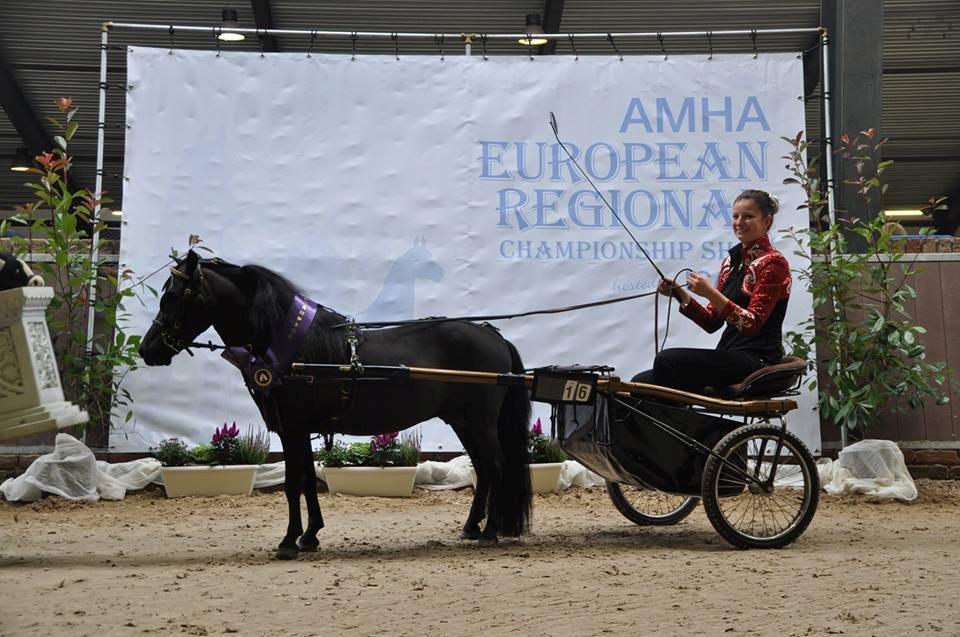 Amerikansk Miniature Candyland Southern Secret - 2 X EUROPEAN CHAMPIONS
AMHA European Regional Championship Show 2013 billede 1