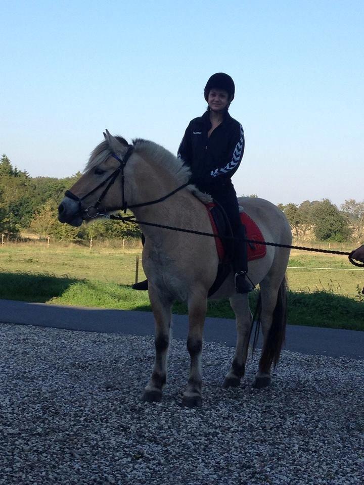 Fjordhest Jasper Pride billede 21