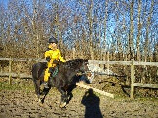 Welsh Pony (sec B) Gribsvads Leading Rosina - Solskins parret <3 billede 4