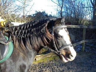 Welsh Pony (sec B) Gribsvads Leading Rosina - <33 billede 5