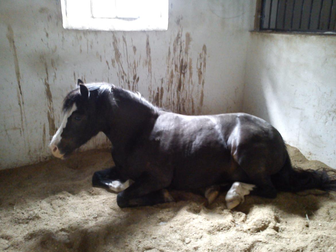 Welsh Pony (sec B) Gribsvads Leading Rosina - "Hov! der er en der filmer mig!" billede 8