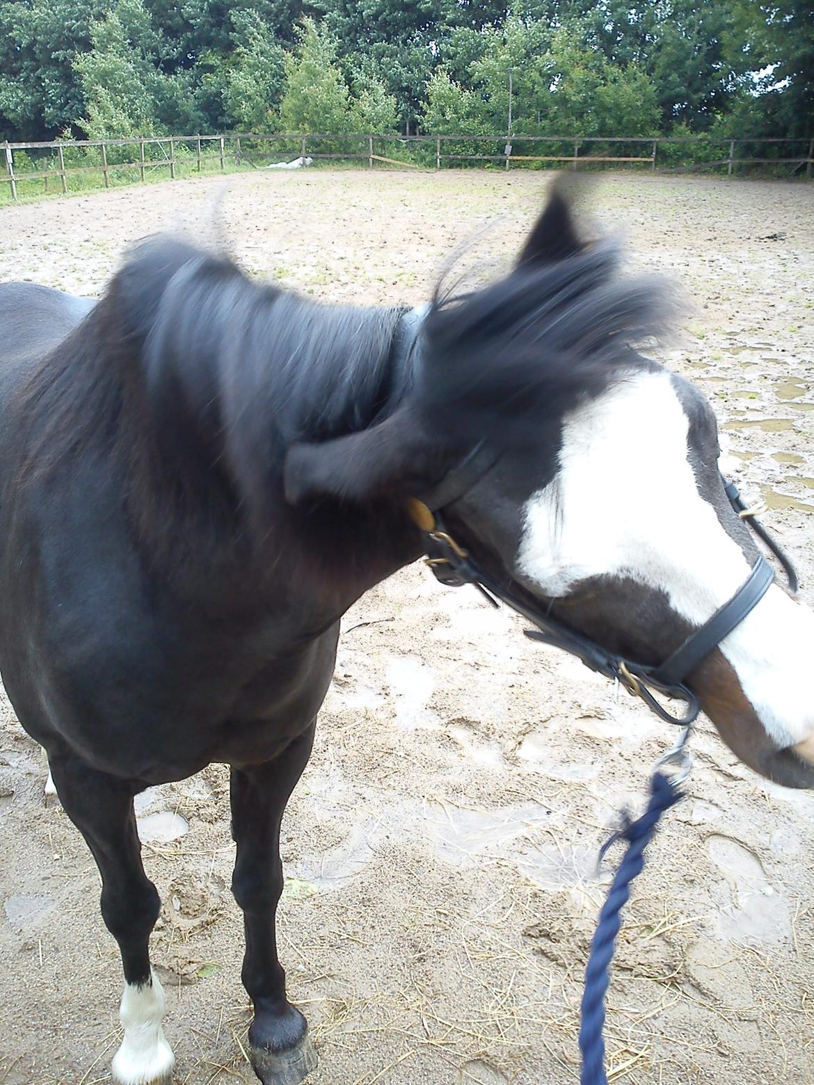 Welsh Pony (sec B) Gribsvads Leading Rosina - ryste, ryste, ryste... billede 9