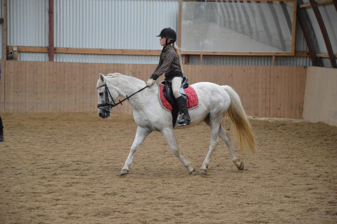 Welsh Pony (sec B) Lyngvejens Eliza billede 6
