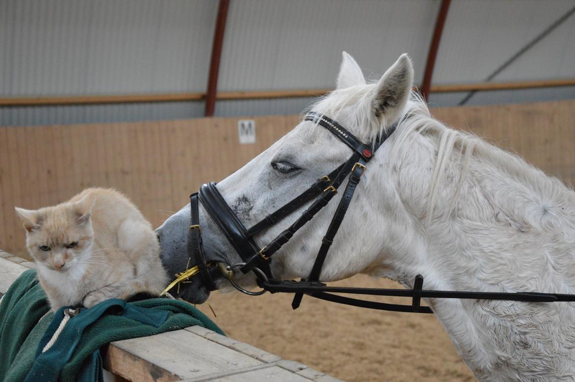 Welsh Pony (sec B) Lyngvejens Eliza billede 20