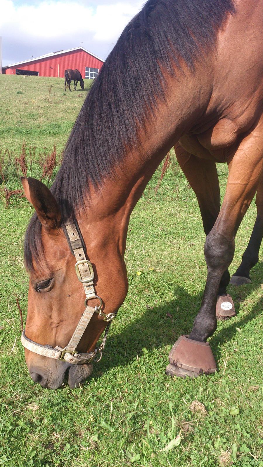 Fuldblod (XX) Mille Nyholm R.I.P billede 2