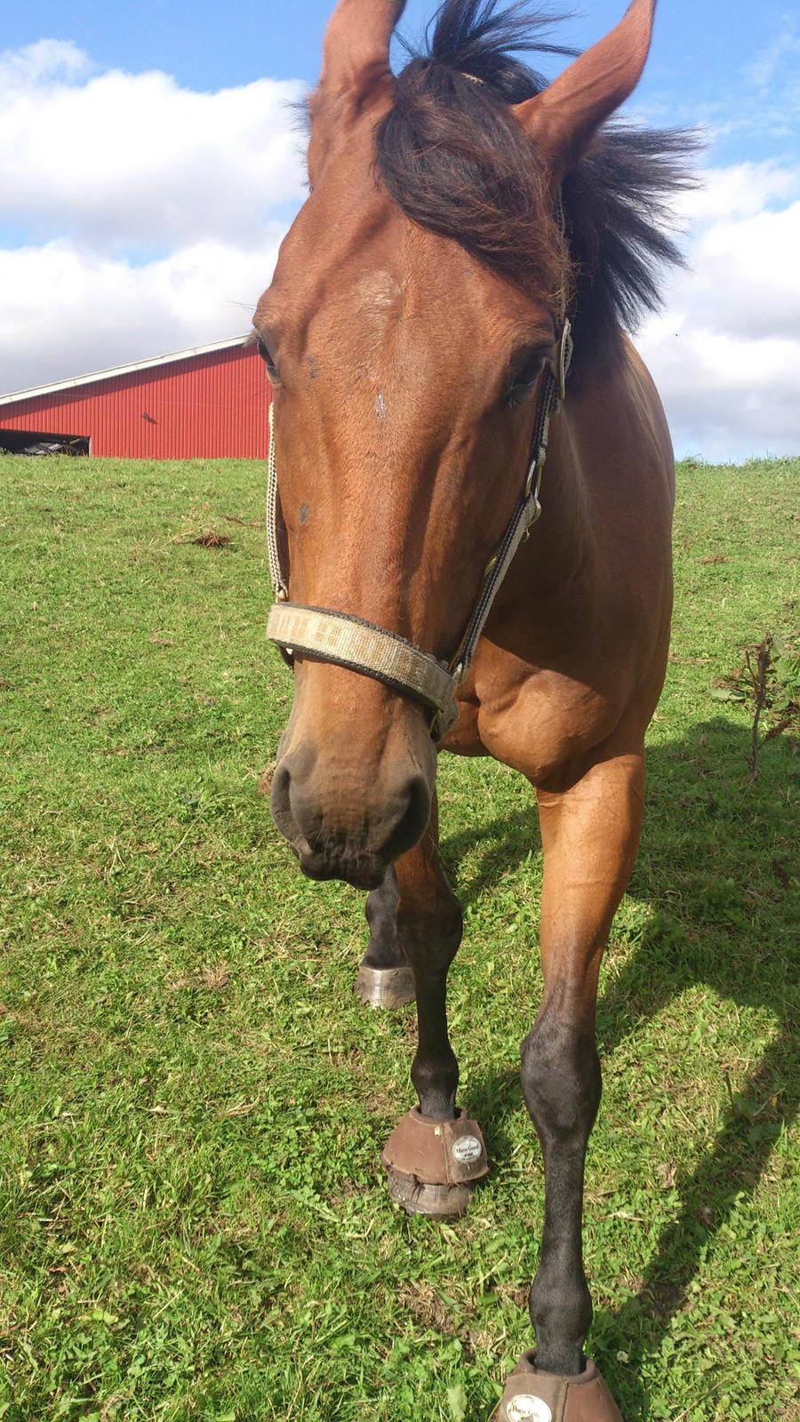 Fuldblod (XX) Mille Nyholm R.I.P billede 3