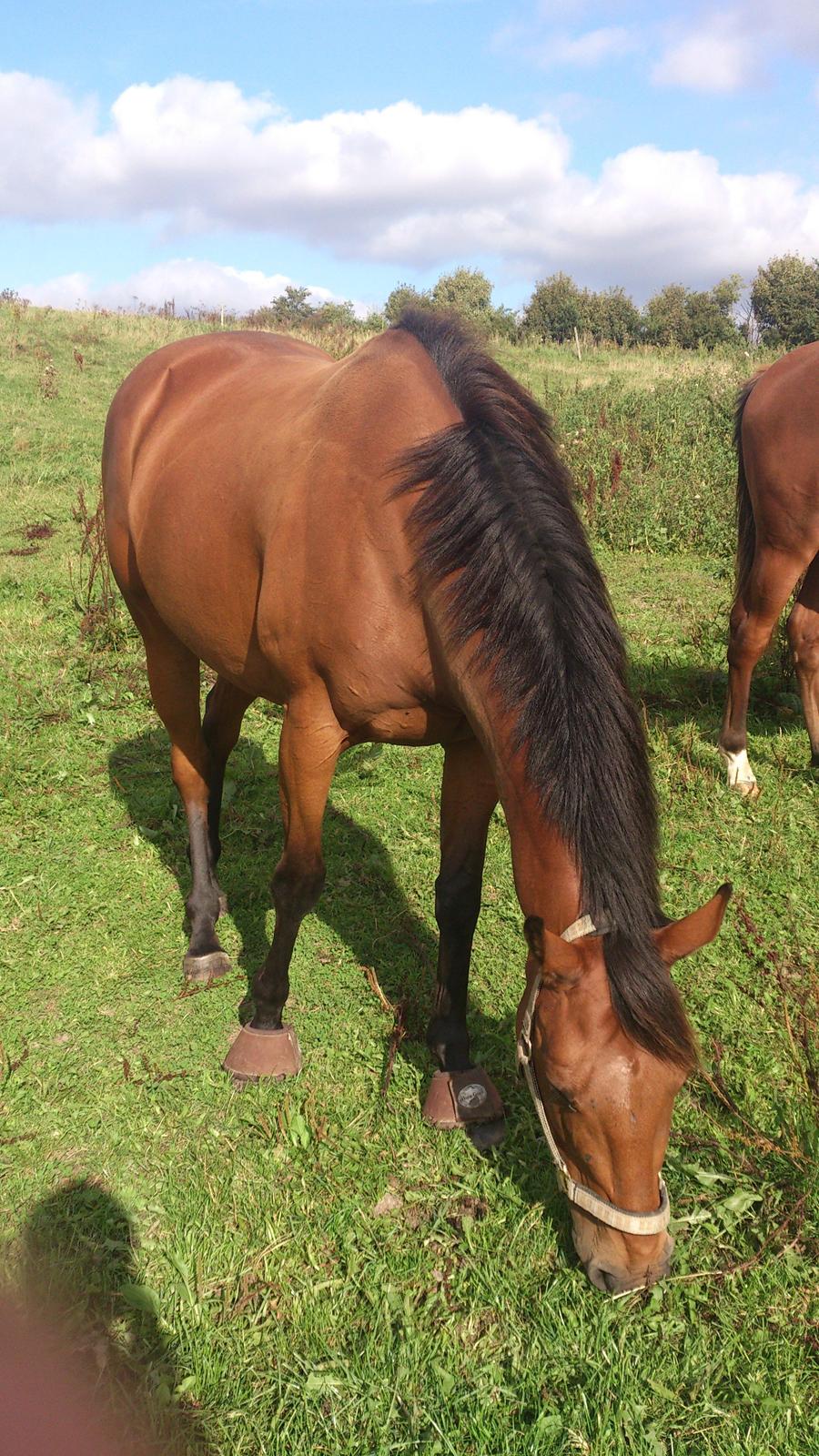 Fuldblod (XX) Mille Nyholm R.I.P billede 4