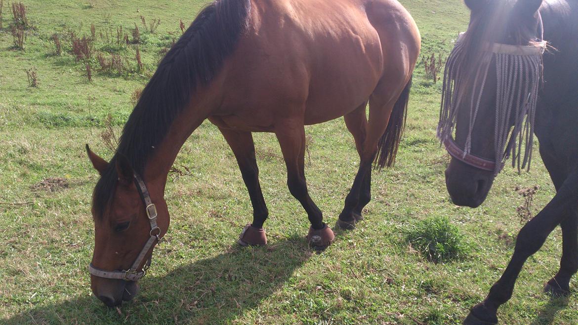 Fuldblod (XX) Mille Nyholm R.I.P billede 5