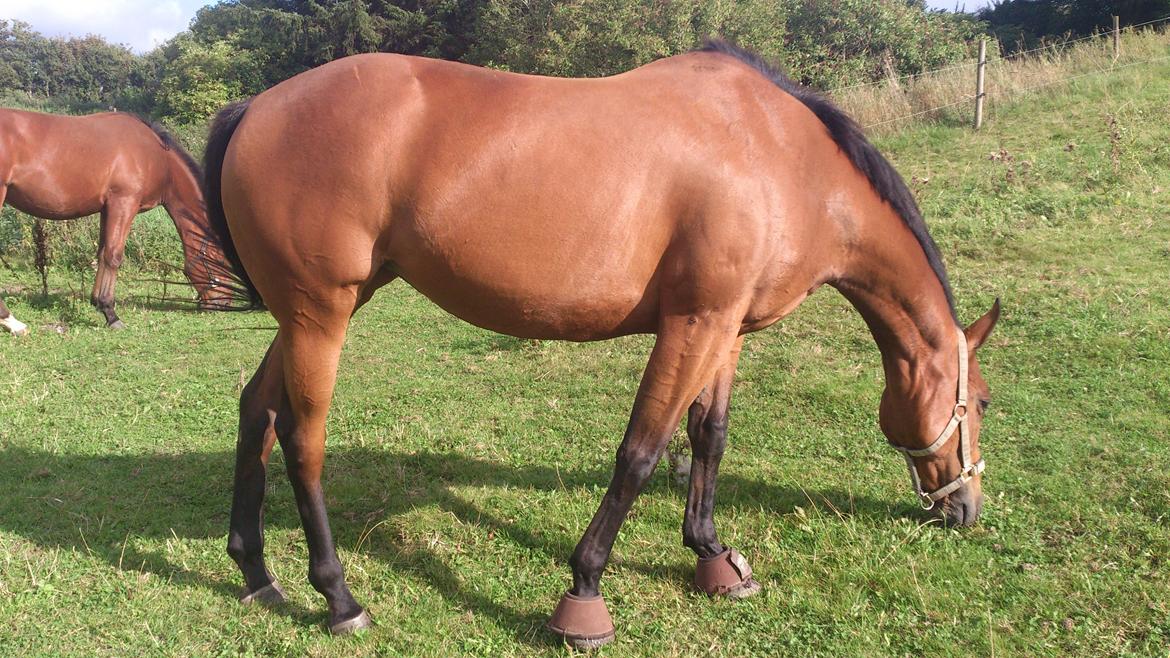 Fuldblod (XX) Mille Nyholm R.I.P billede 1