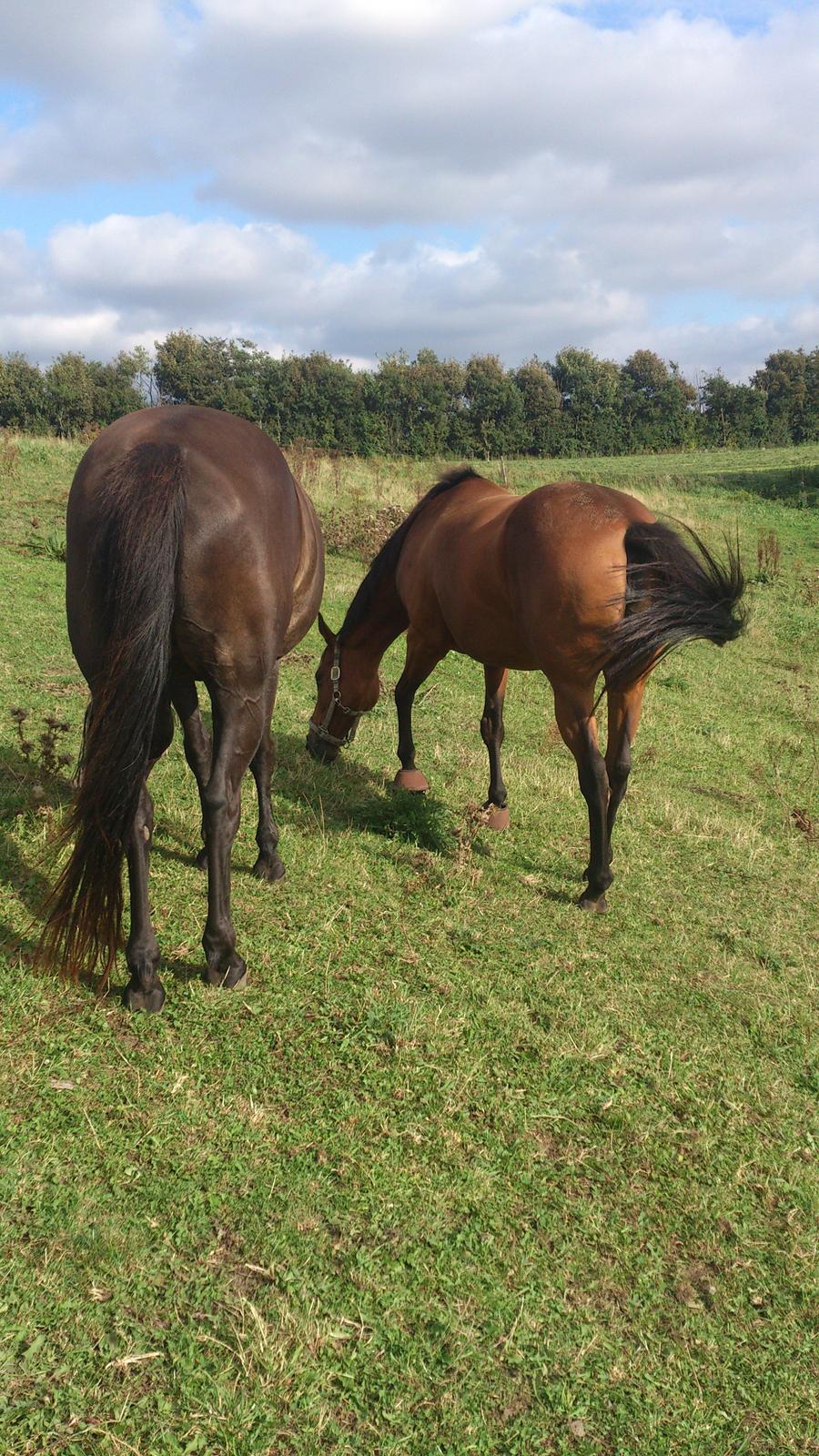 Fuldblod (XX) Mille Nyholm R.I.P billede 9