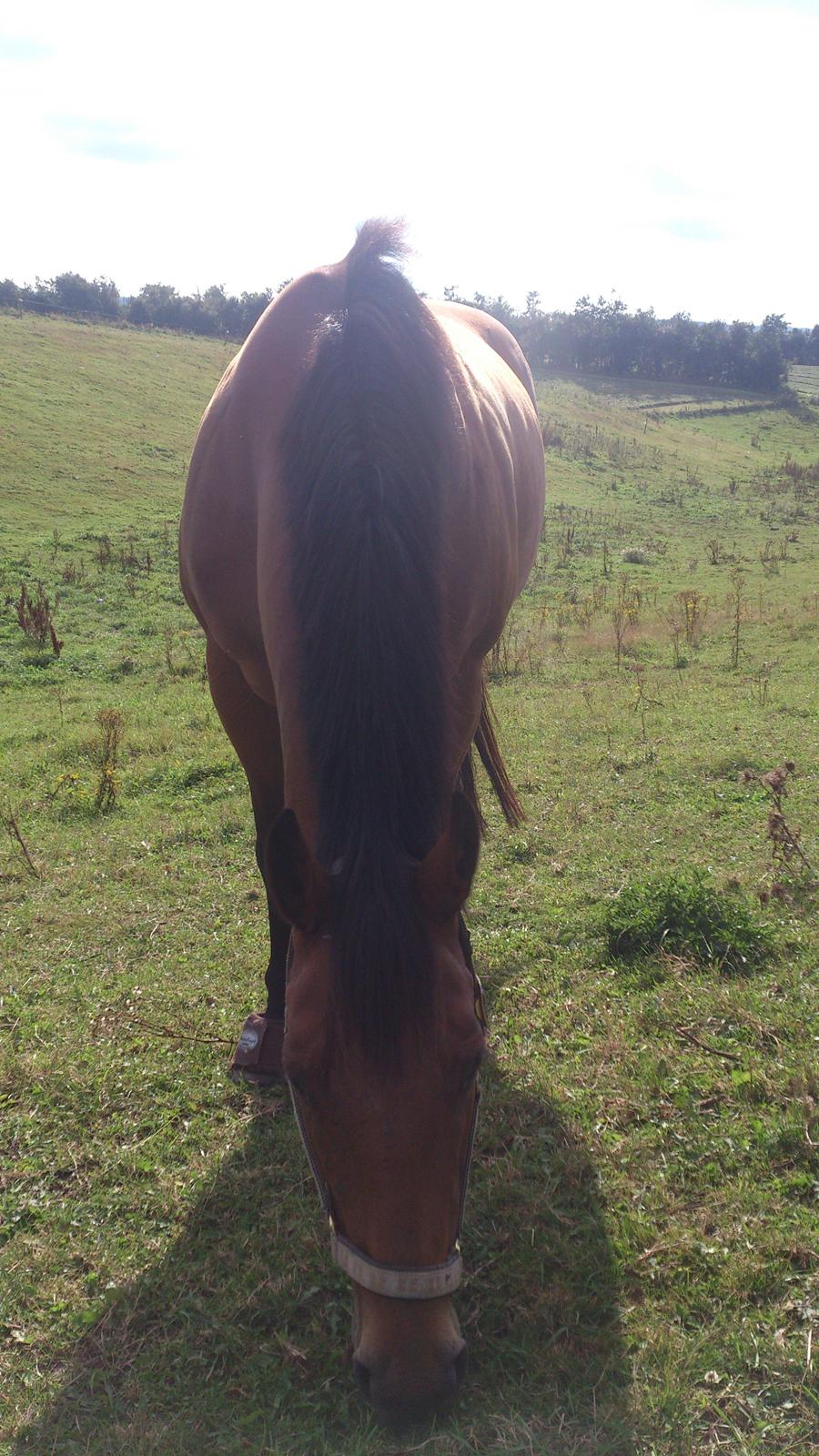 Fuldblod (XX) Mille Nyholm R.I.P billede 10