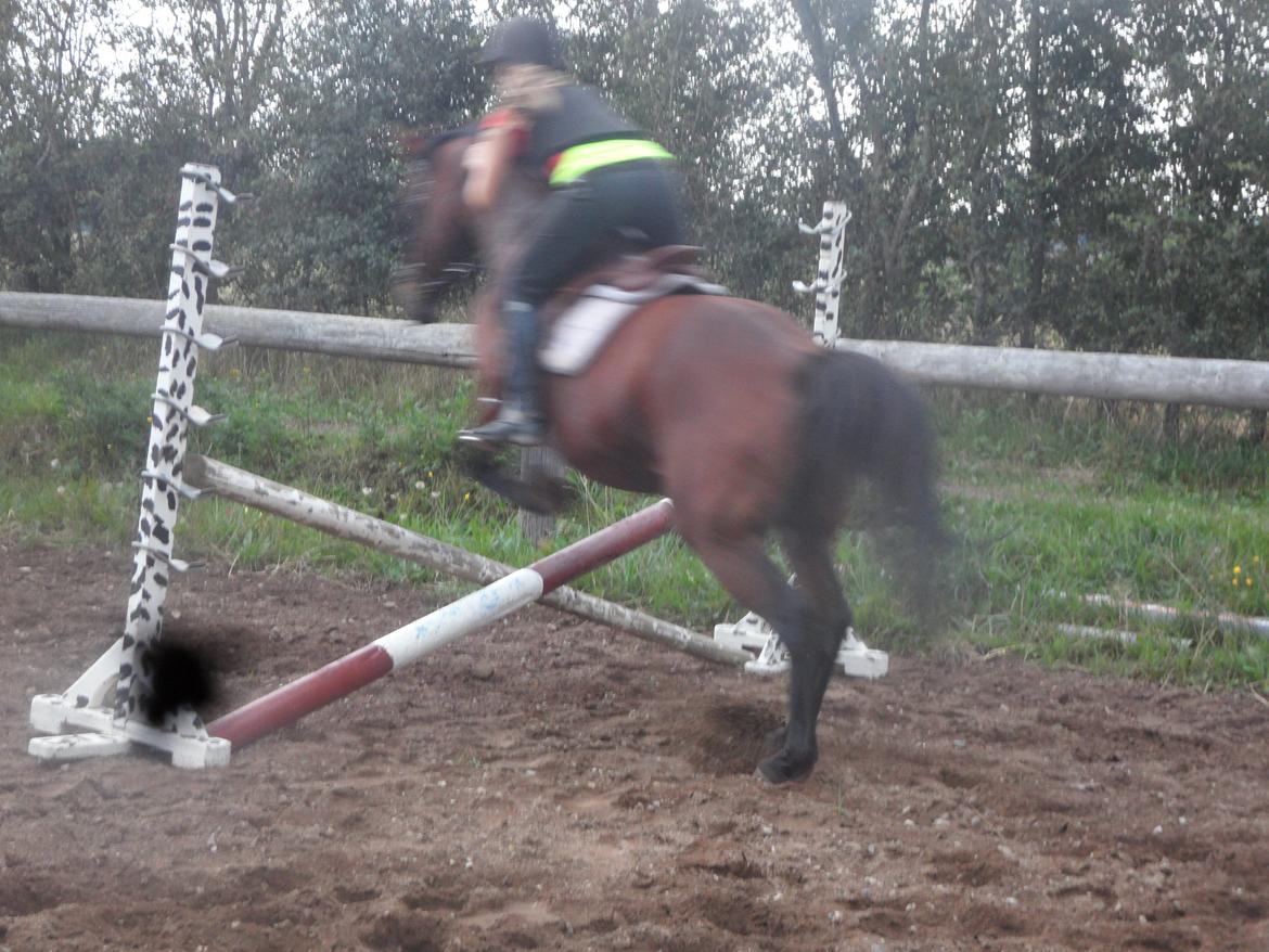 Hollandsk Sportspony Melanie's Lady  B-PONY - Stjerne Lady ;) billede 16