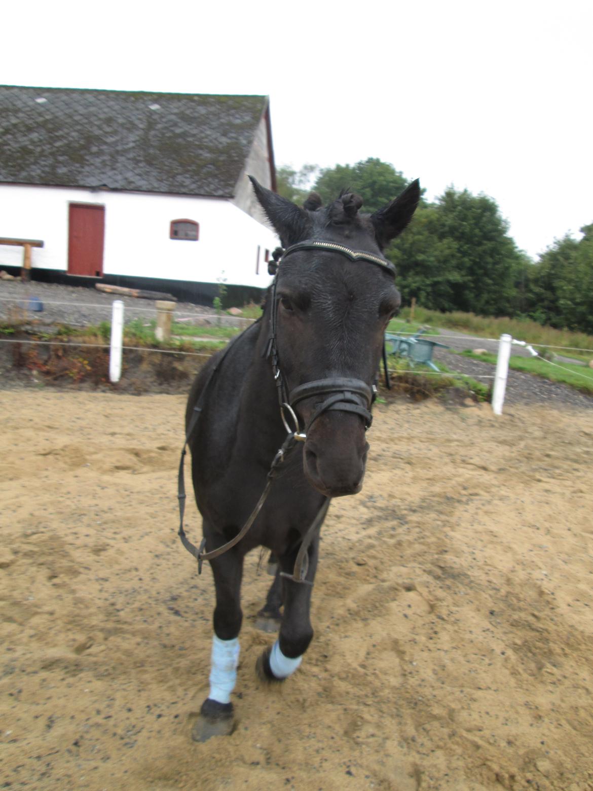 Anden særlig race spirit billede 4