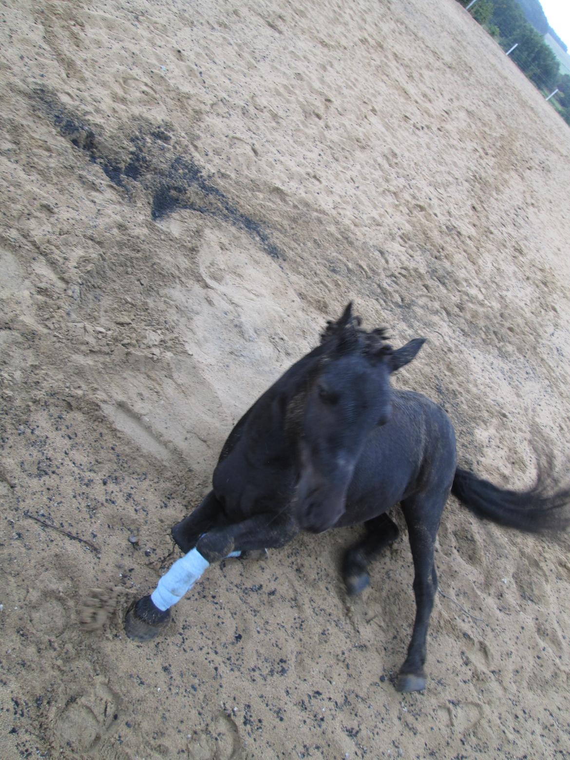 Anden særlig race spirit billede 6