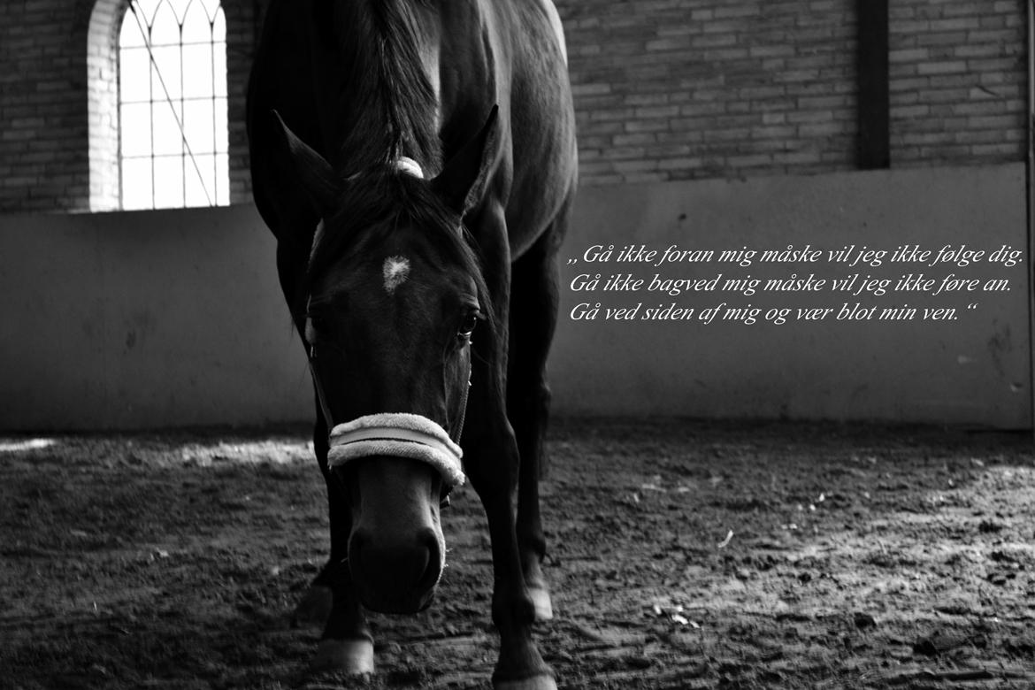 Anden særlig race ¤Melissa¤ billede 28