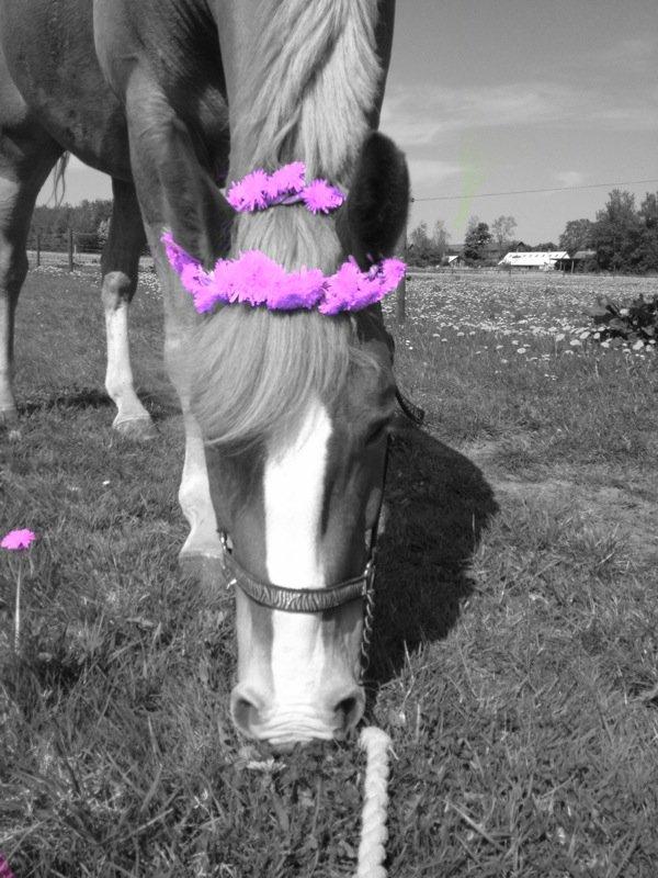 Anden særlig race Casmir billede 17