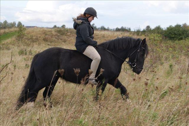 Irish Cob Alanas Lasair billede 6