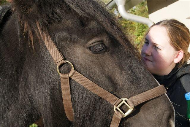Irish Cob Alanas Lasair billede 9