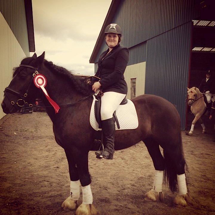 Irish Cob Alanas Lasair billede 8