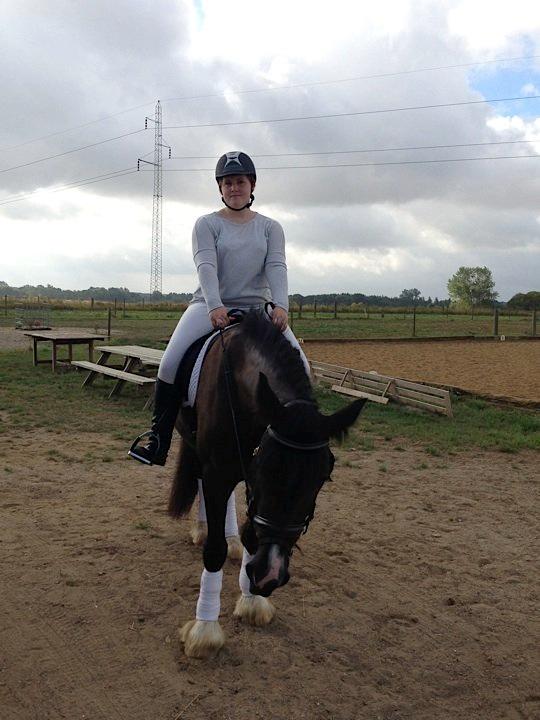 Irish Cob Alanas Lasair billede 32