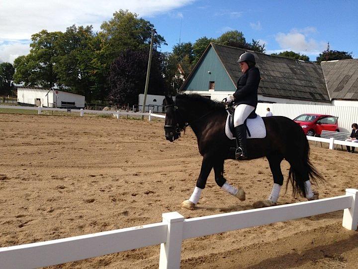 Irish Cob Alanas Lasair billede 33