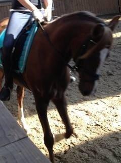 DSP Toftlund's Prinsesse-Chi billede 1