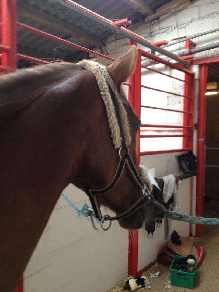 DSP Toftlund's Prinsesse-Chi billede 2