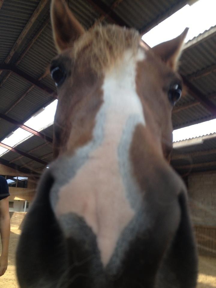 DSP Toftlund's Prinsesse-Chi billede 3