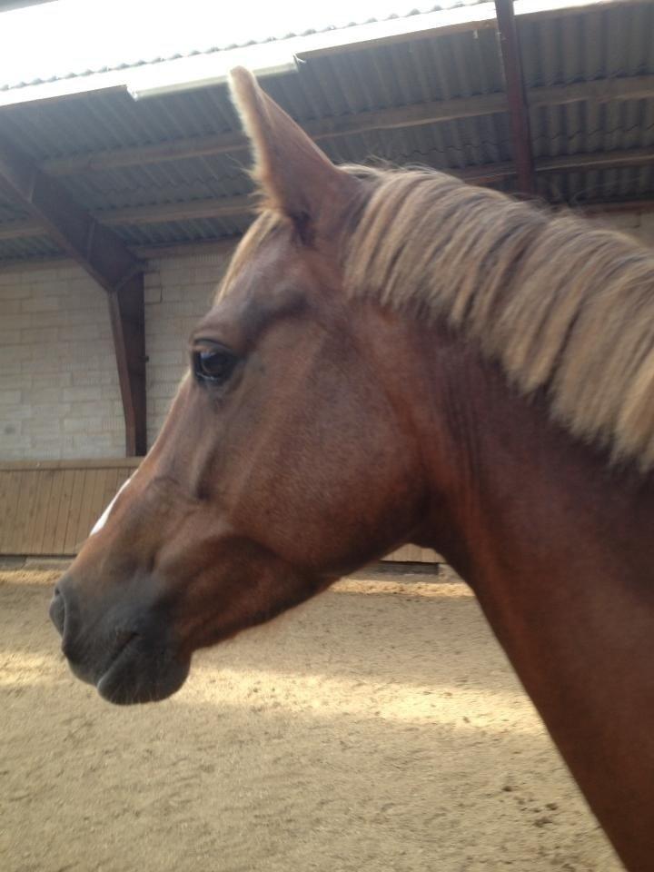 DSP Toftlund's Prinsesse-Chi billede 4