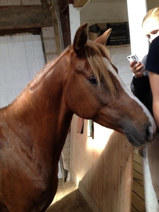 DSP Toftlund's Prinsesse-Chi billede 5