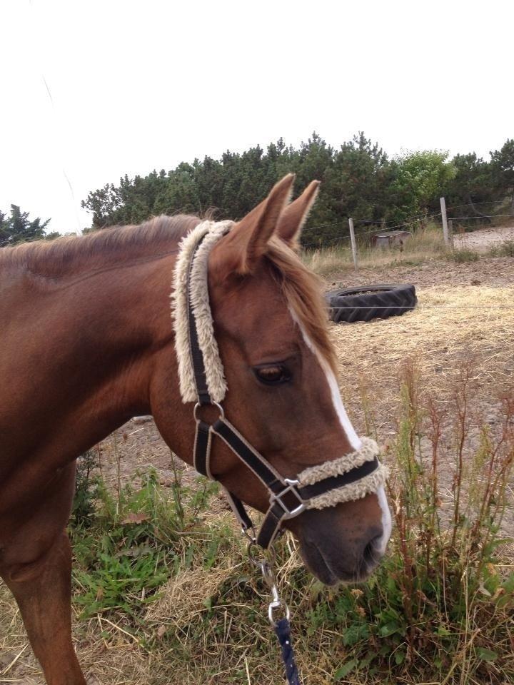 DSP Toftlund's Prinsesse-Chi billede 6