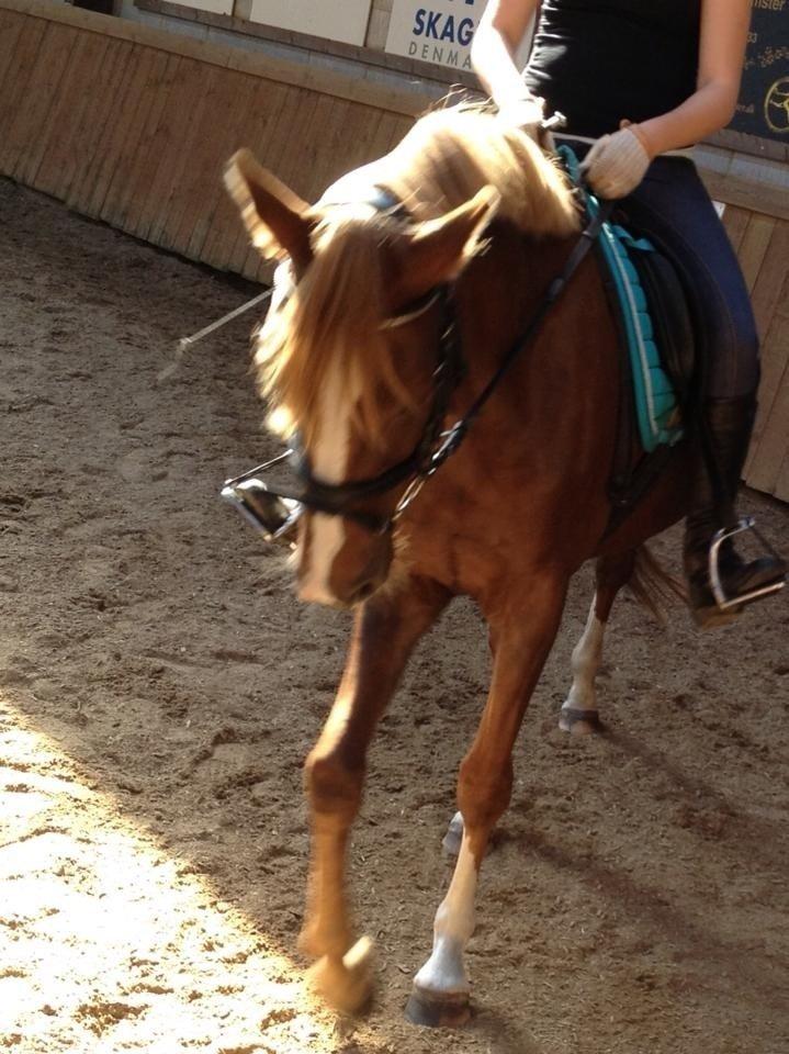 DSP Toftlund's Prinsesse-Chi billede 7