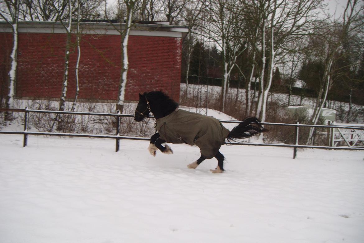 Irish Cob Alanas Lasair billede 34