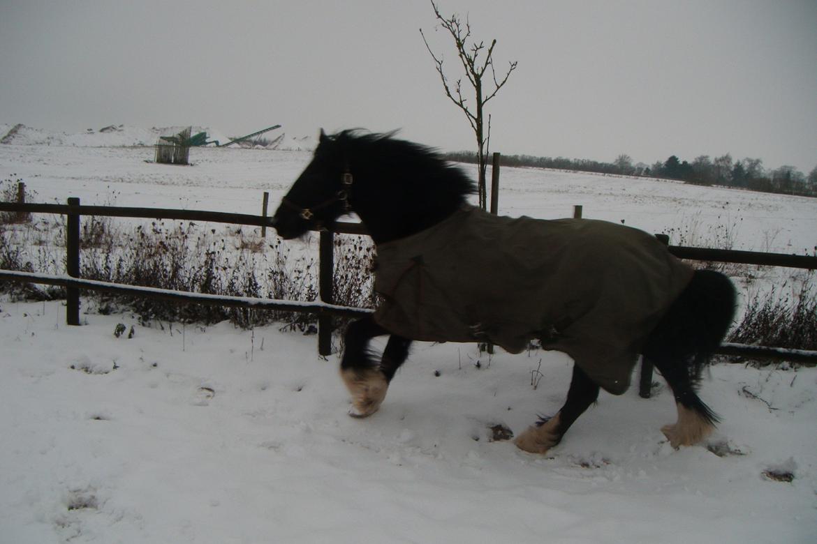 Irish Cob Alanas Lasair billede 35