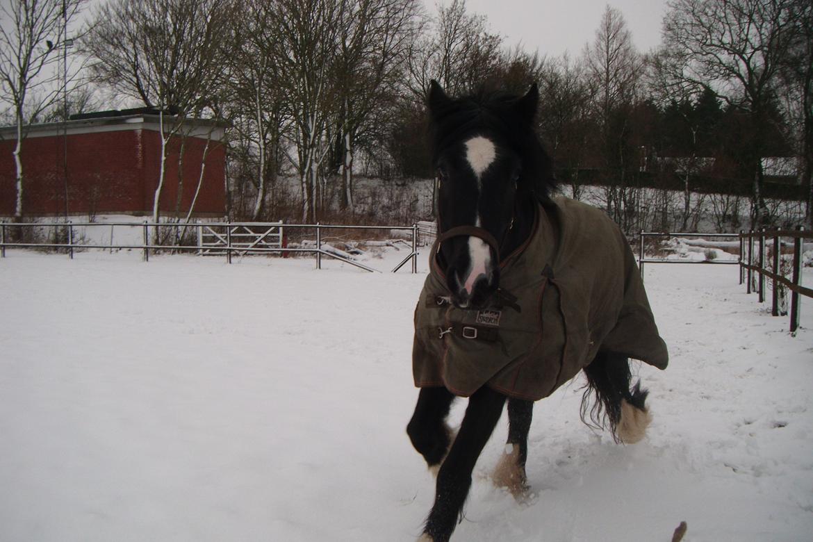 Irish Cob Alanas Lasair billede 36