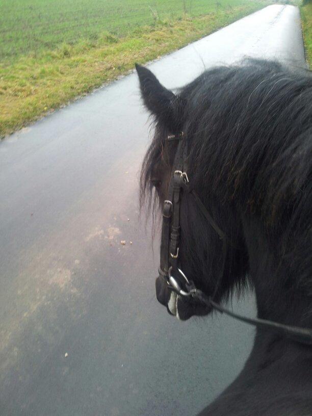 Irish Cob Alanas Lasair billede 39