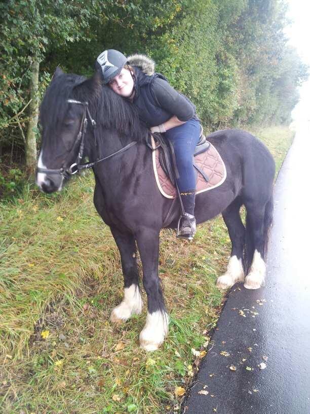 Irish Cob Alanas Lasair billede 40