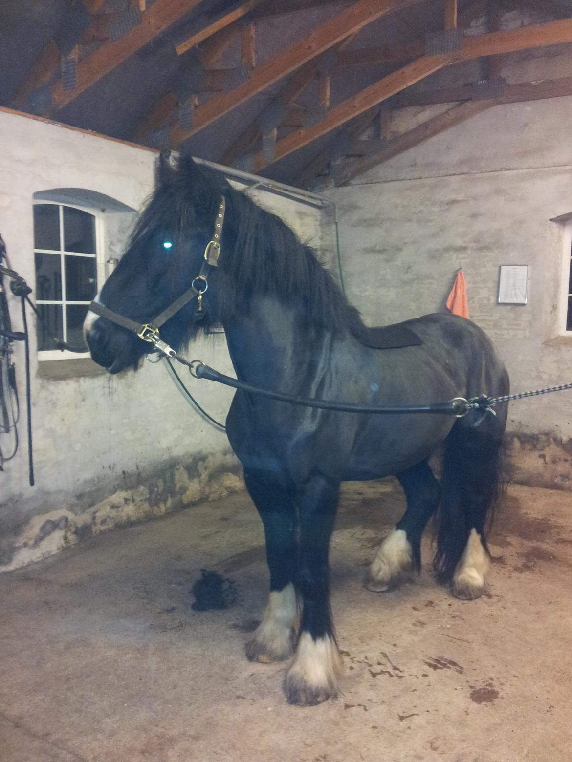 Irish Cob Alanas Lasair billede 42